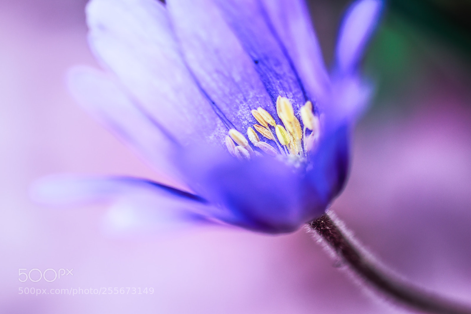 Canon EOS 80D sample photo. Fancy purple photography