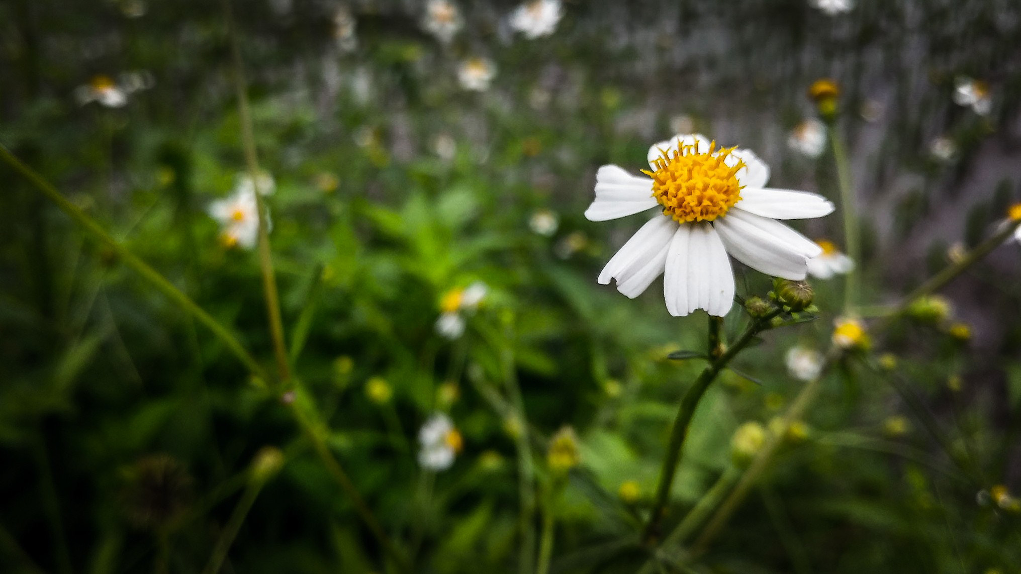 LG G5 SE sample photo. Wild flower photography