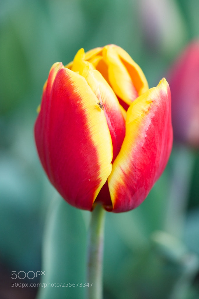 Nikon D600 sample photo. Red yellow tulip and photography
