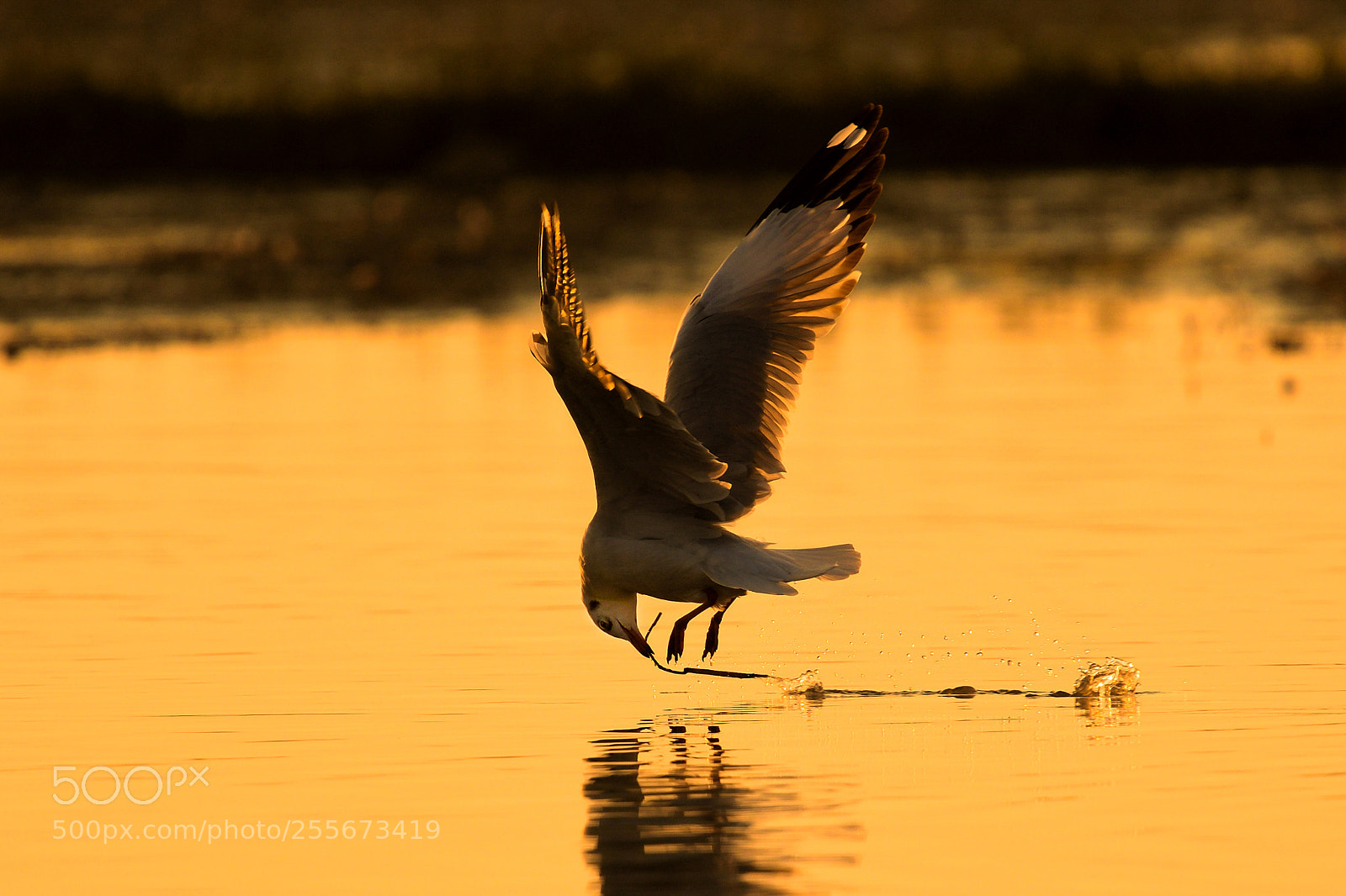 Nikon D500 sample photo. Seagull photography