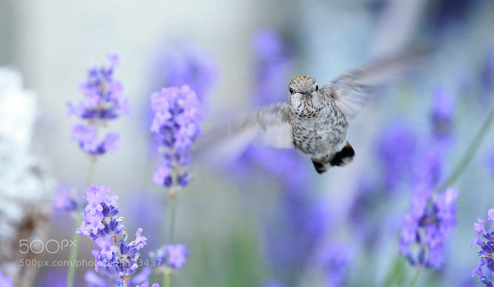 Canon EOS-1D X sample photo. Hummingbird photography