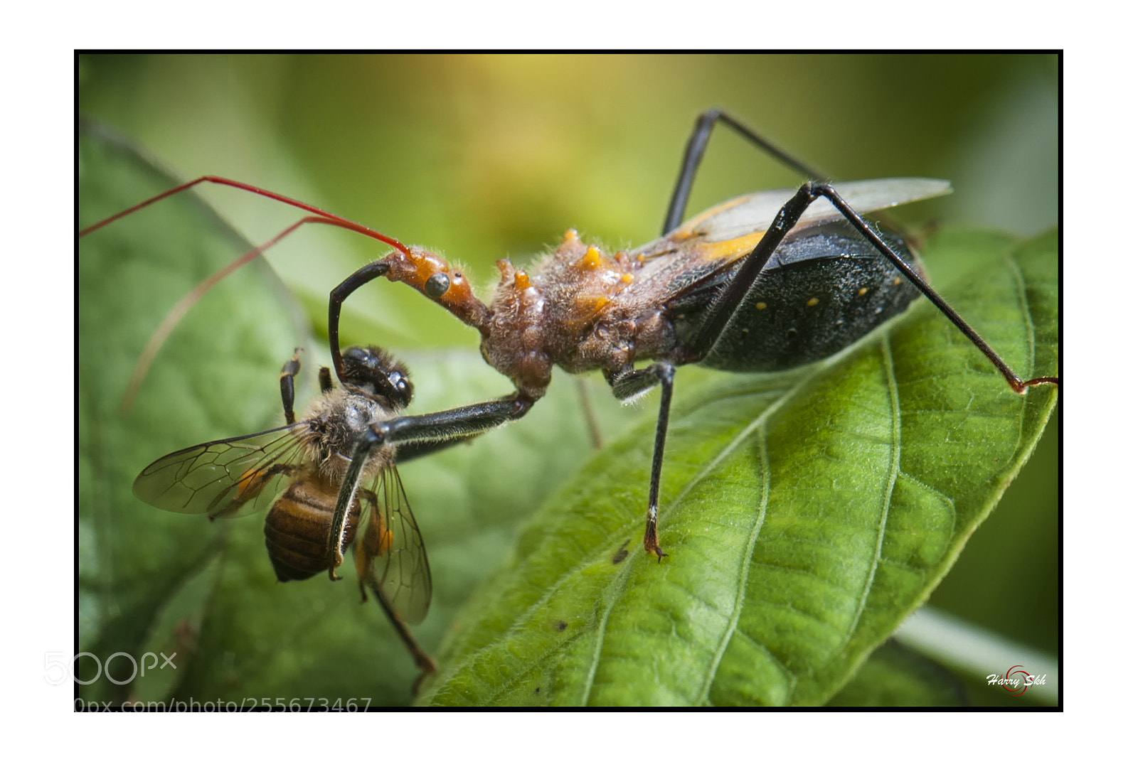 Nikon D700 sample photo. It's time to eat photography