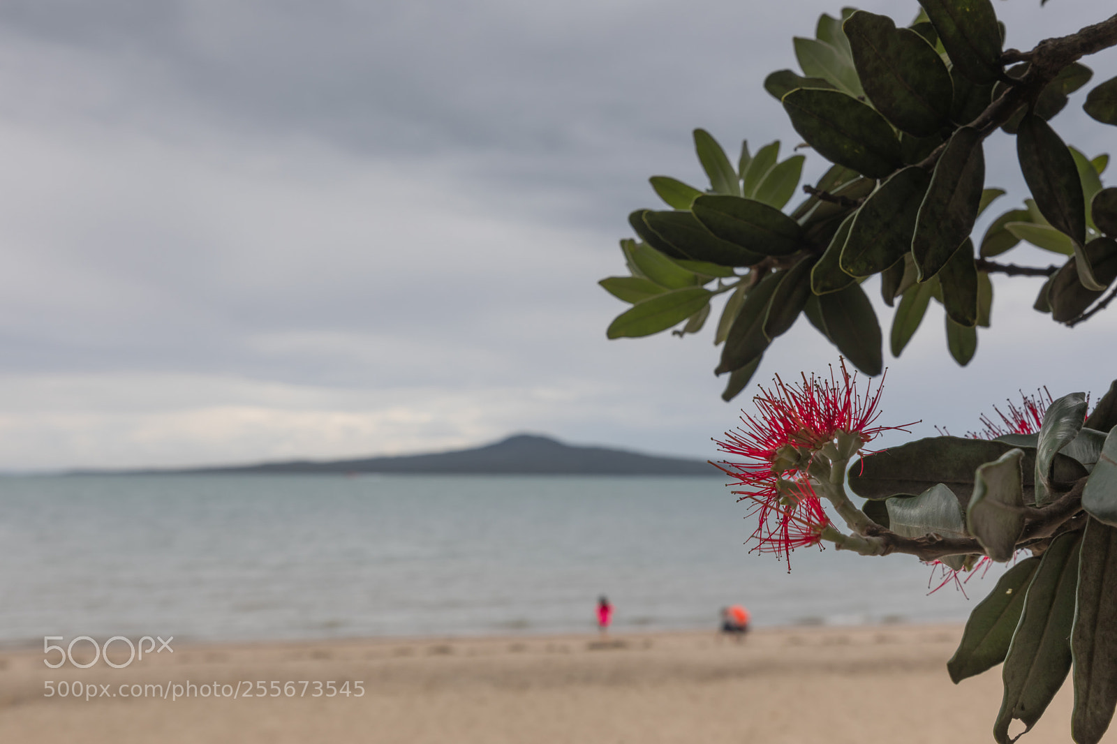 Canon EOS 5D Mark IV sample photo. There's the pohutukawa photography