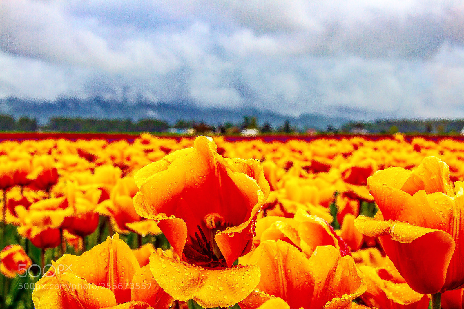 Canon EOS 7D sample photo. Flowers n clouds photography