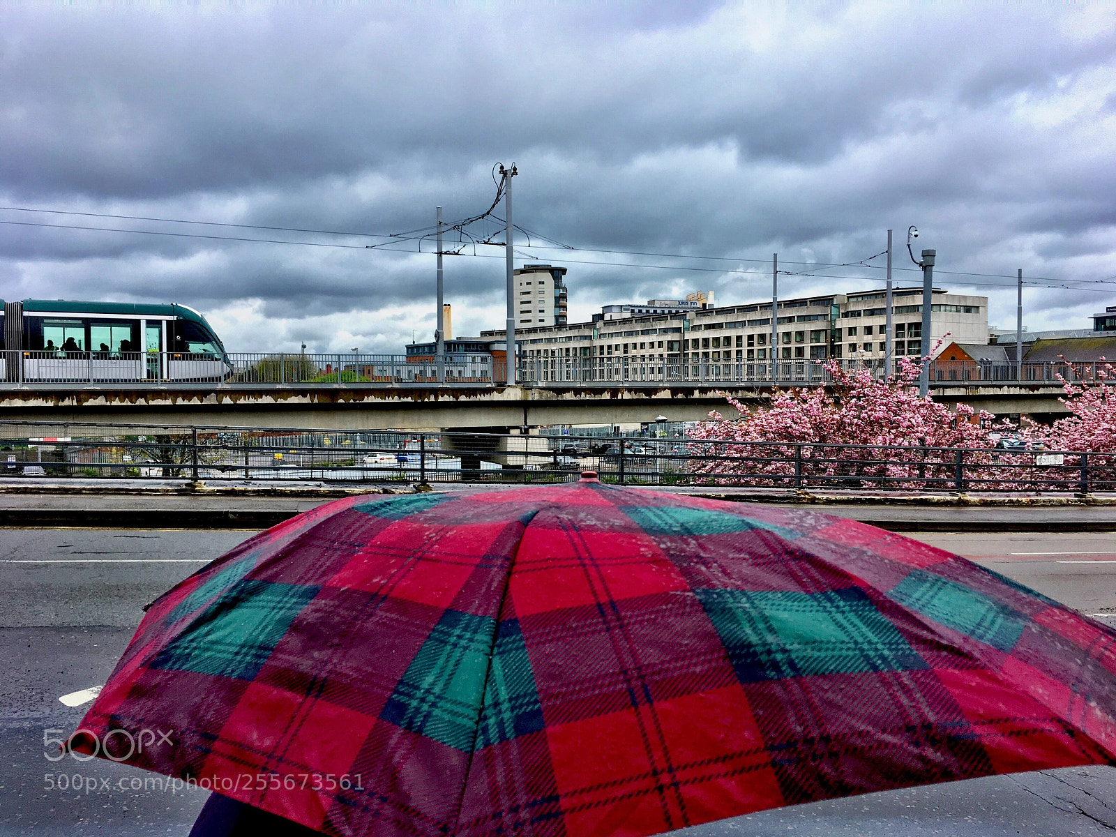 Apple iPhone SE sample photo. Cherry blossom, tram and photography