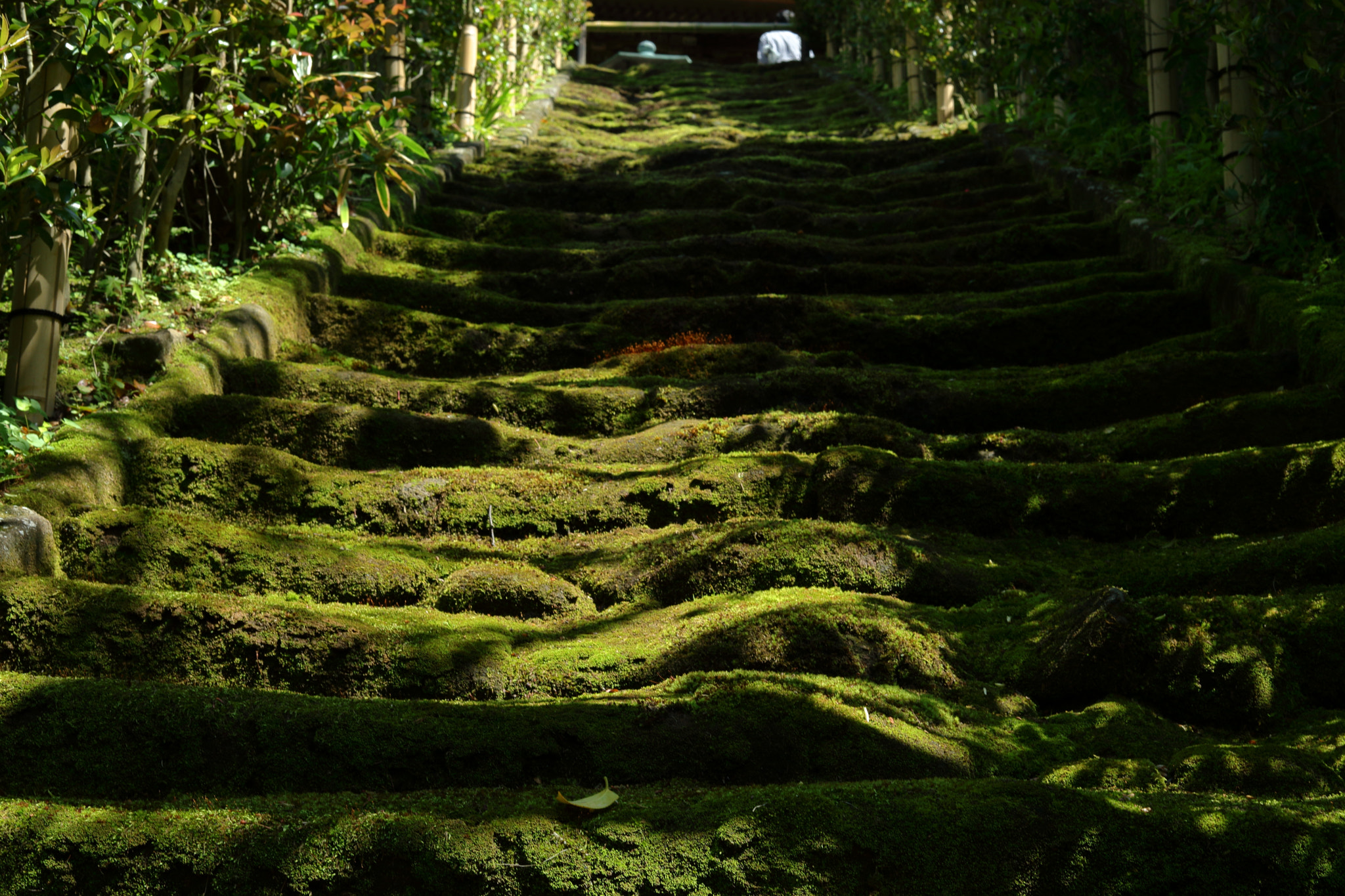 Canon EOS 5D Mark IV sample photo. Stairs of moss photography