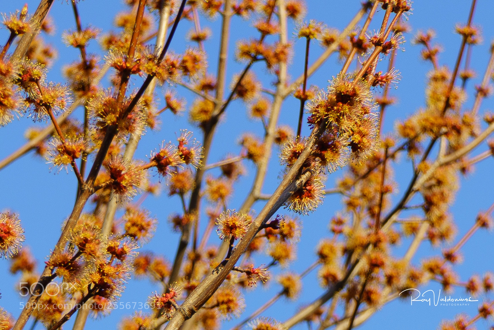 Sony a7R II sample photo. Minnesota spring photography