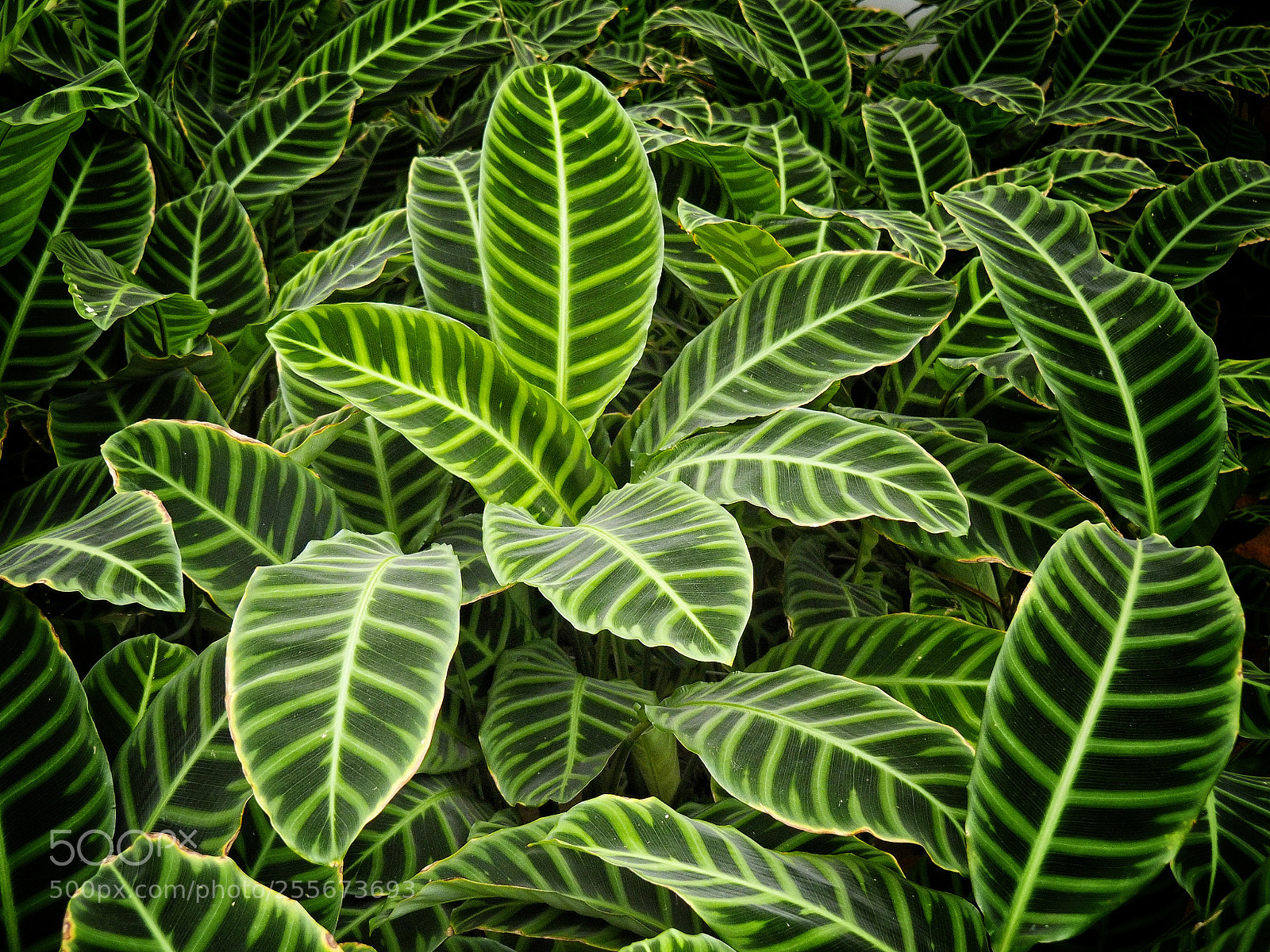 Olympus OM-D E-M1 sample photo. Green leaf photography