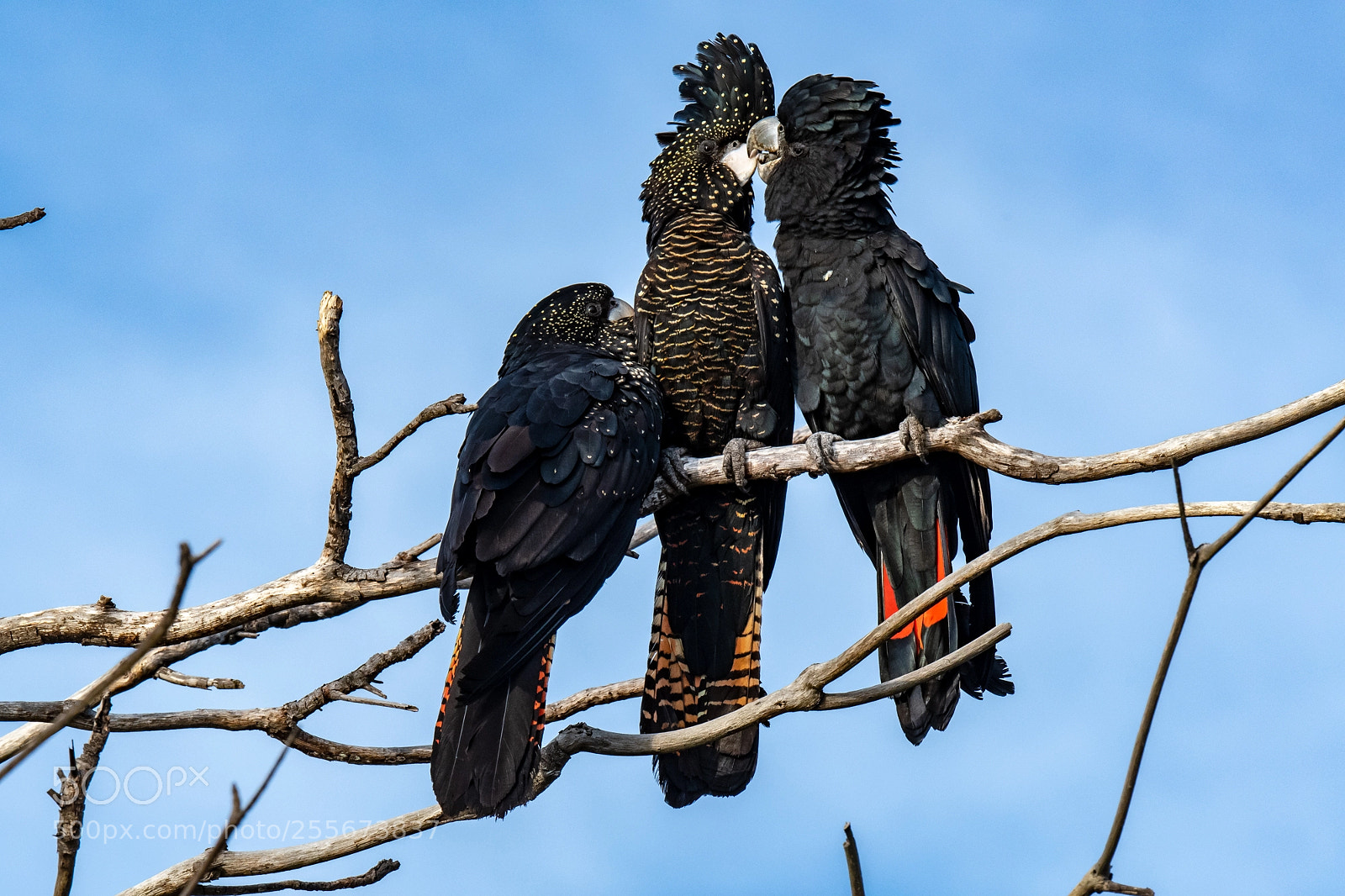 Nikon D500 sample photo. Red-tailed cockatoo family photography