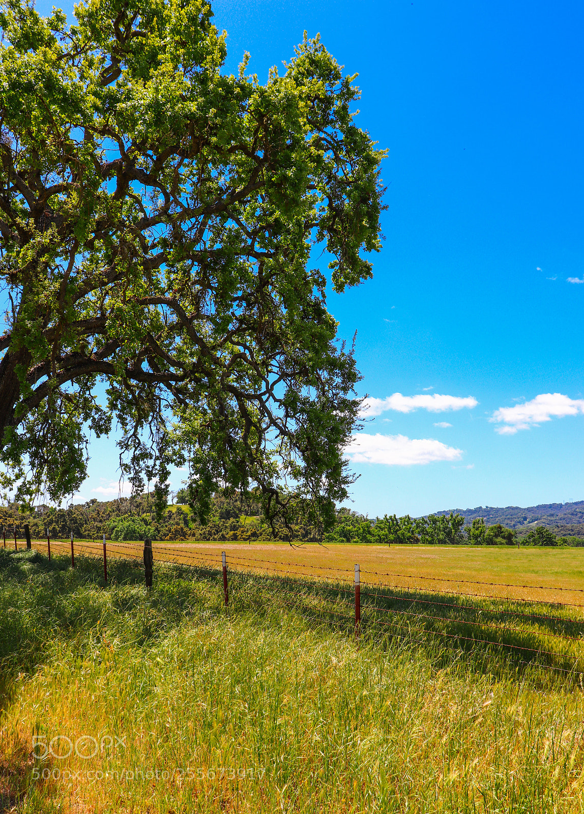 Canon EOS 800D (EOS Rebel T7i / EOS Kiss X9i) sample photo. Templeton oaks photography