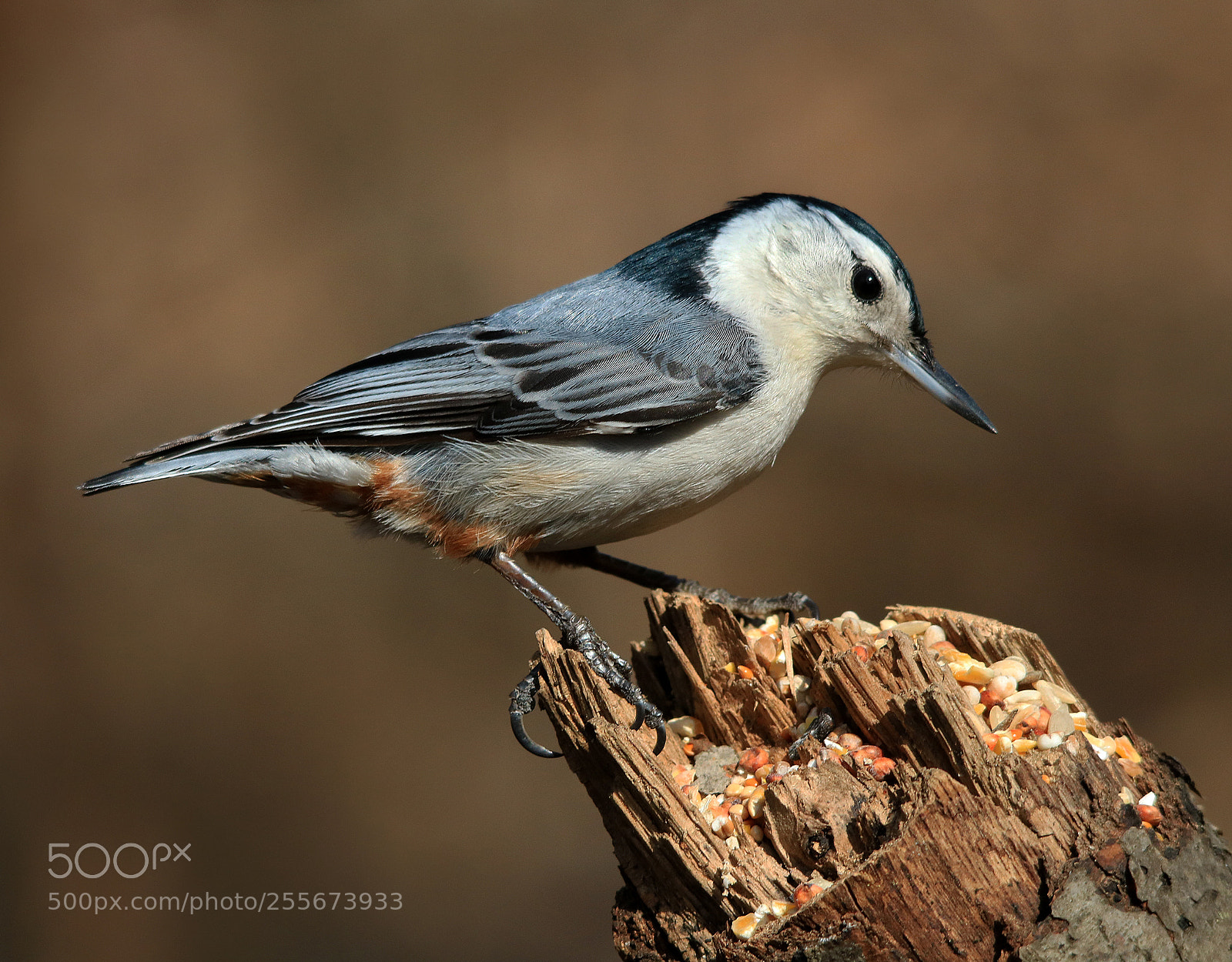 Canon EOS 750D (EOS Rebel T6i / EOS Kiss X8i) sample photo. Nuthatch on log photography