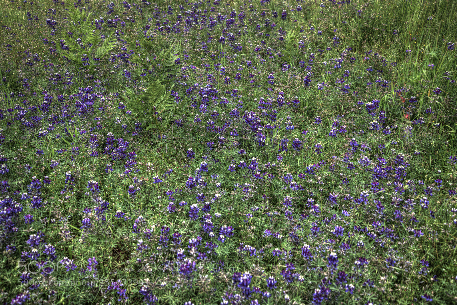 Nikon D850 sample photo. Lupins photography