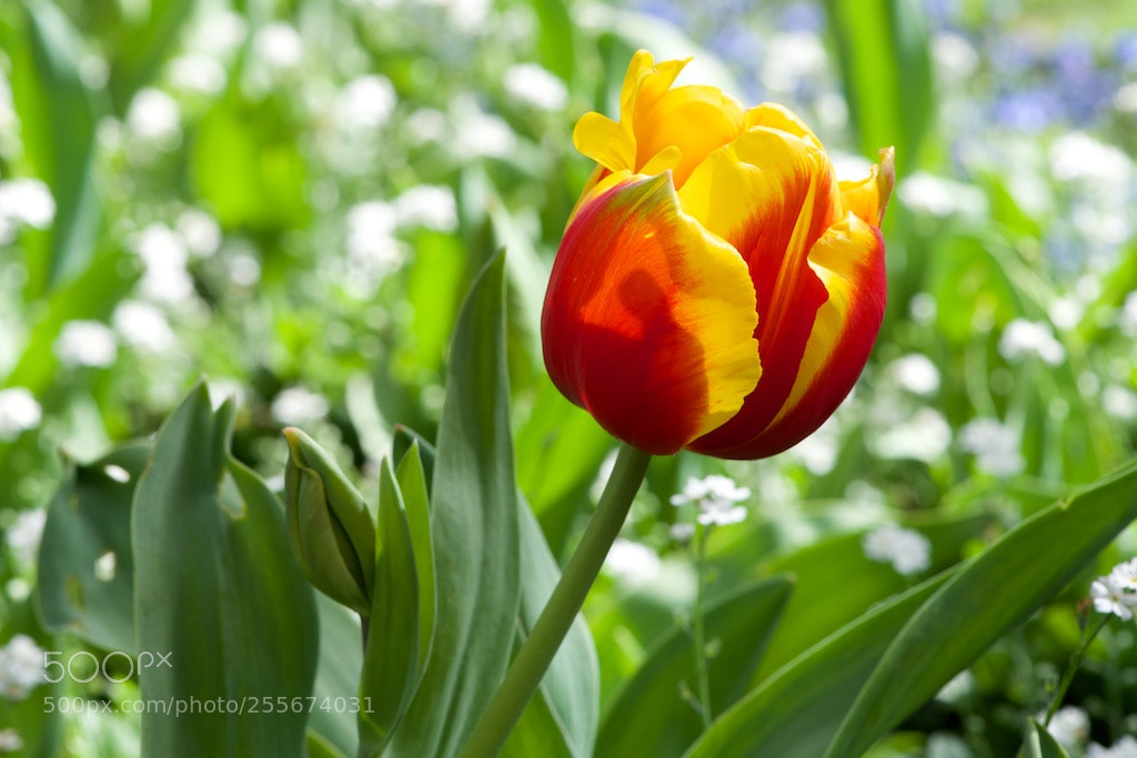 Nikon D600 sample photo. Red yellow tulip in photography
