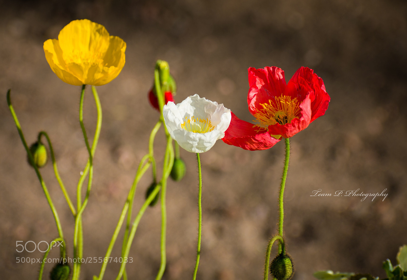 Nikon D3400 sample photo. Red white & yellow photography