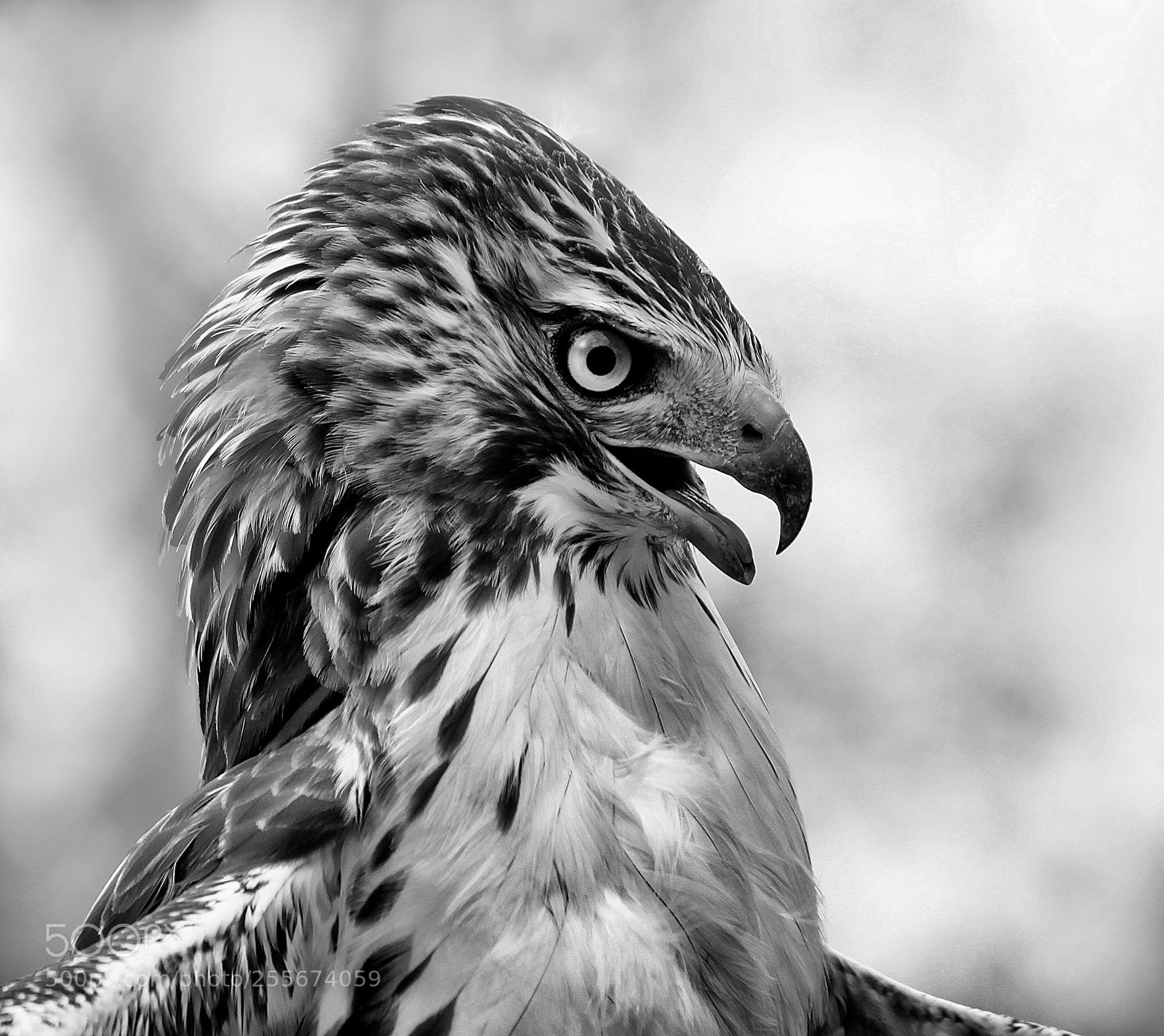 Canon EOS 500D (EOS Rebel T1i / EOS Kiss X3) sample photo. Red tailed hawk photography