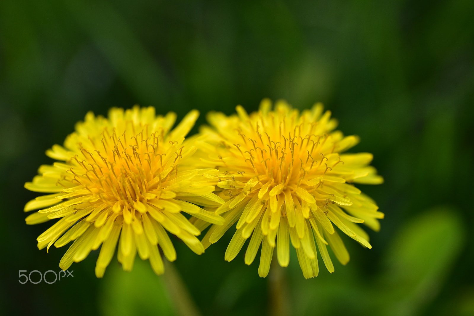Nikon D750 + Tamron SP 90mm F2.8 Di VC USD 1:1 Macro sample photo. Yellow flowers side by side photography