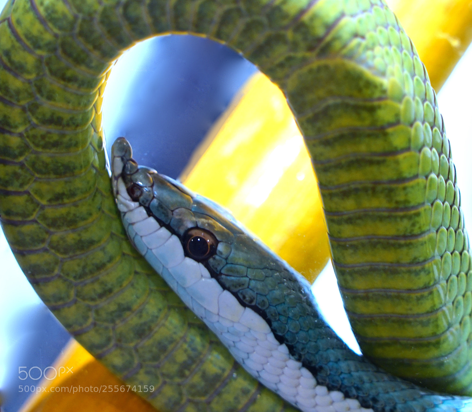 Sony a7R sample photo. Japanese tree snake photography