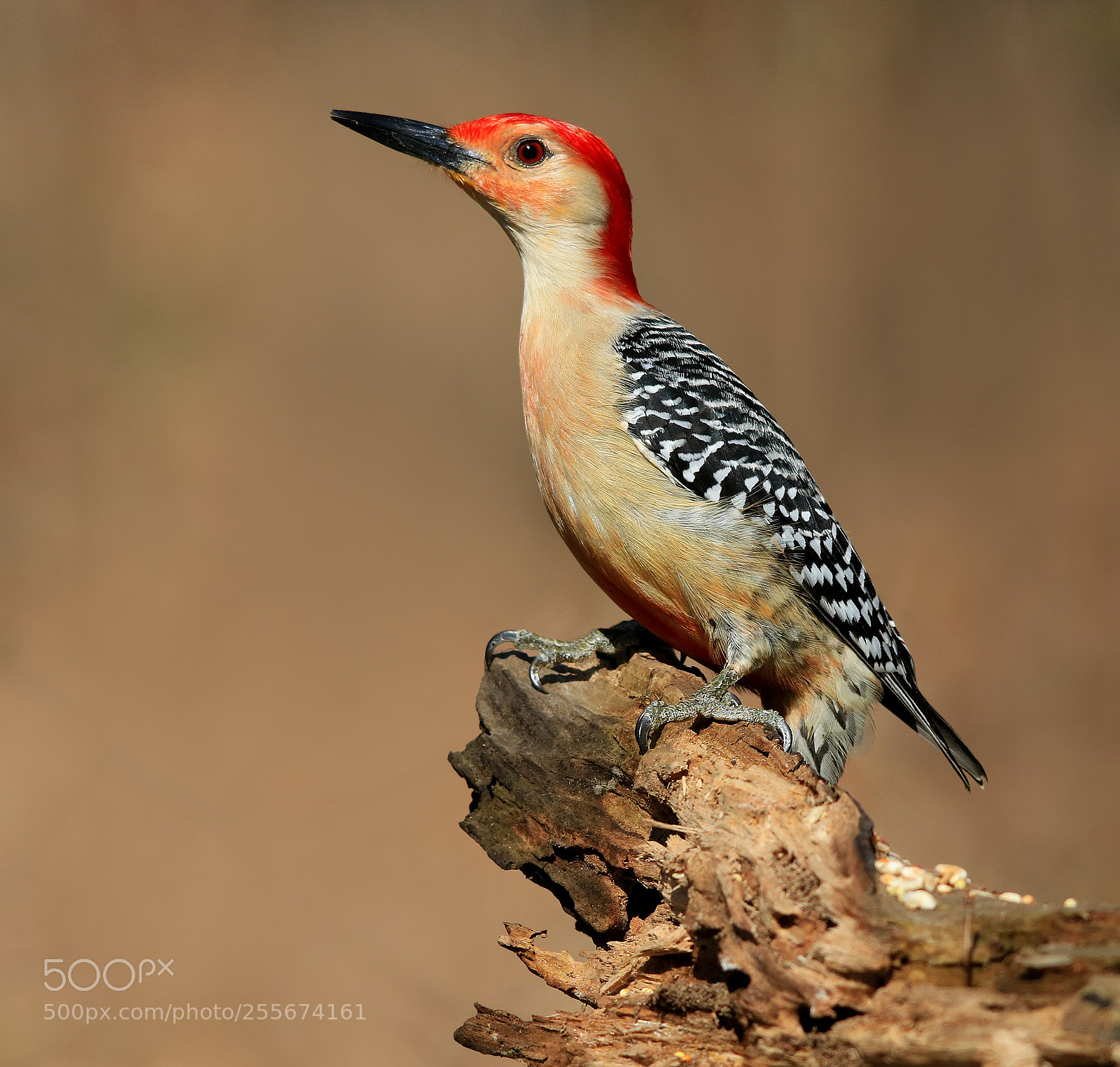 Canon EOS 750D (EOS Rebel T6i / EOS Kiss X8i) sample photo. Red bellied woodpecker on photography