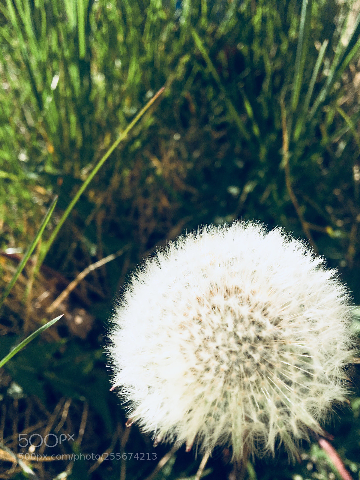 Apple iPhone 6s sample photo. It has a name photography