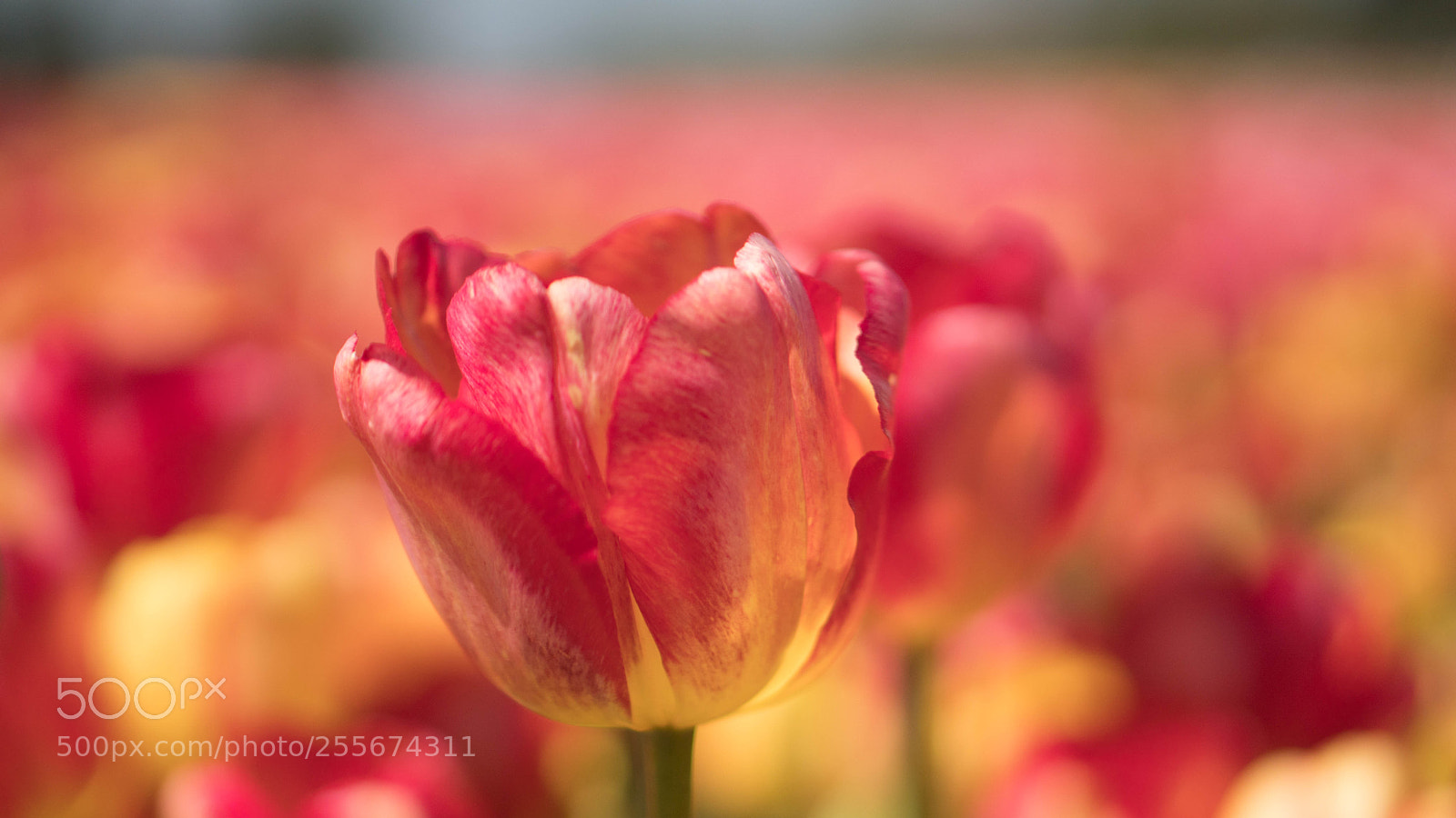 Sony a6500 sample photo. Red & yellow photography
