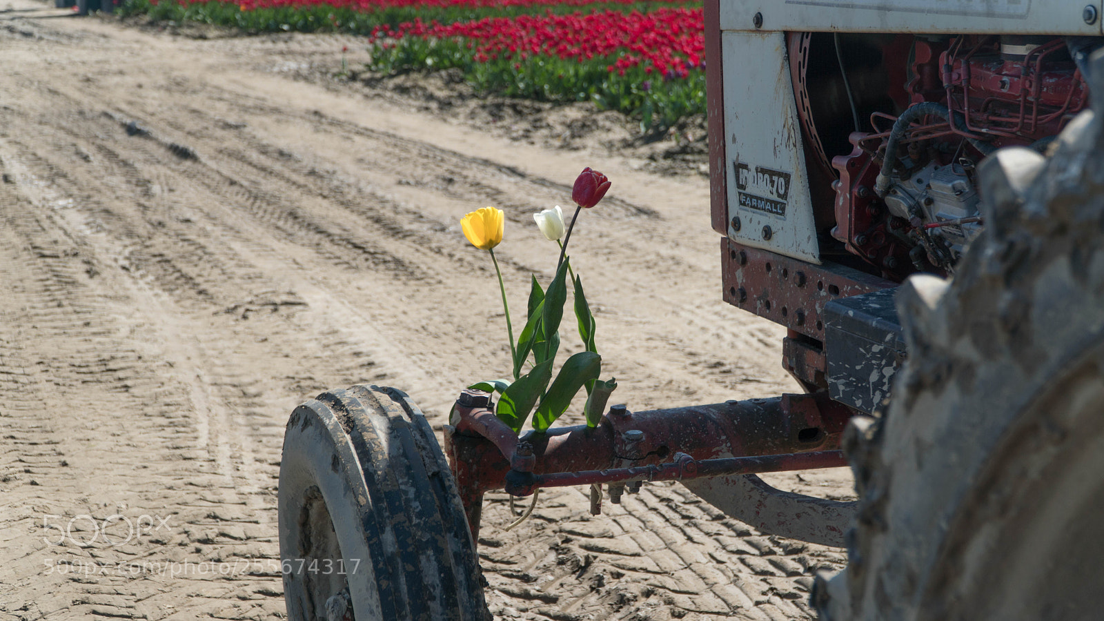 Sony a6500 sample photo. Tulips on tractor photography