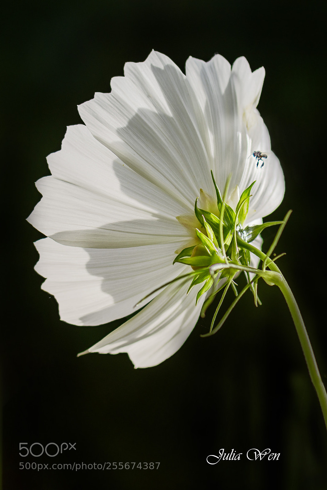 Nikon D850 sample photo. Flower photography