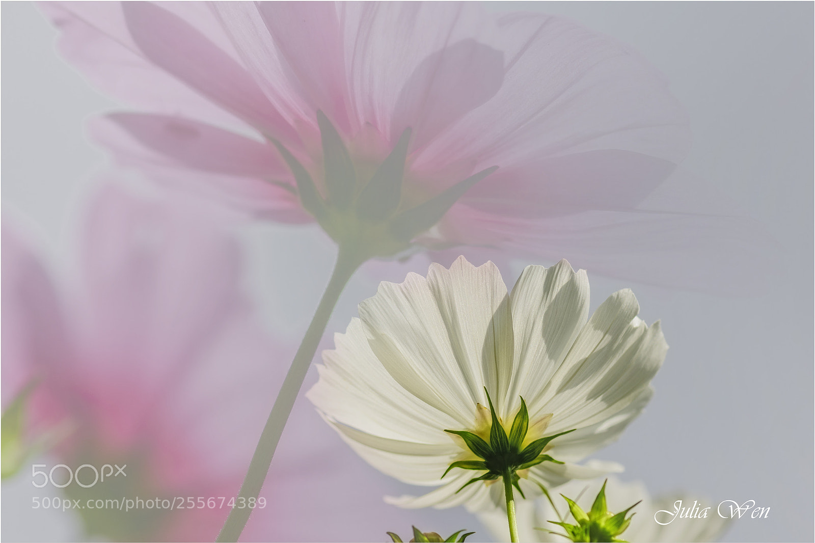 Nikon D850 sample photo. Untitled photography