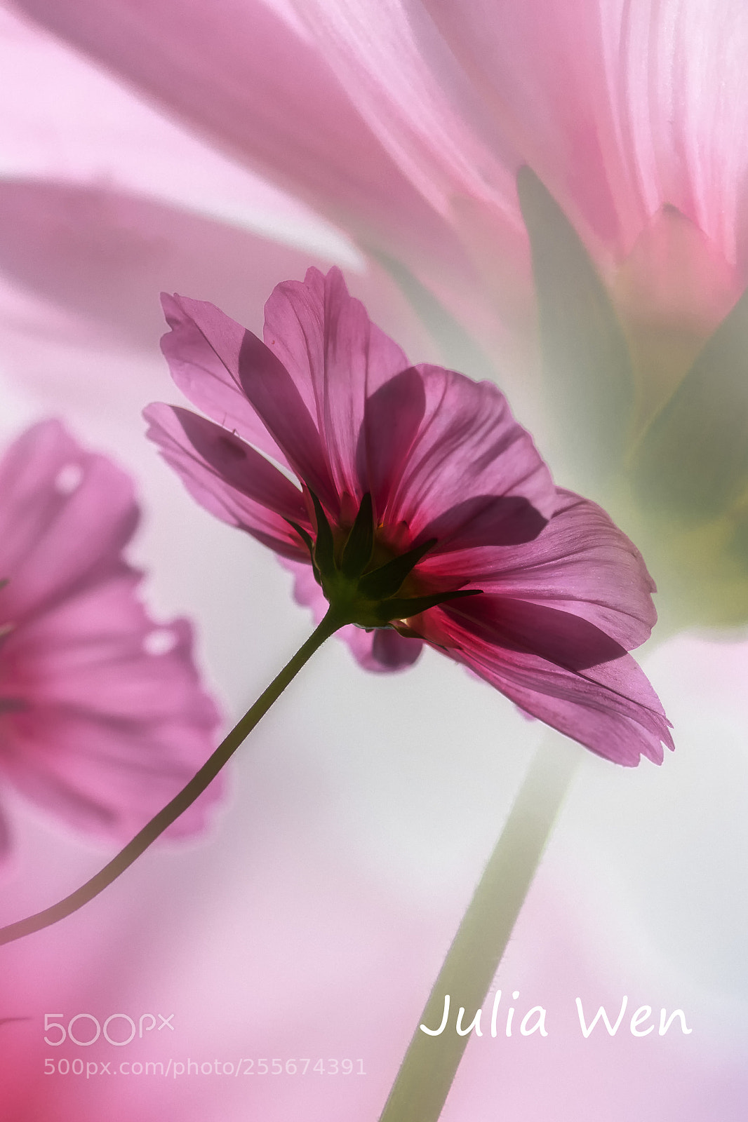 Nikon D850 sample photo. Poppies ? photography