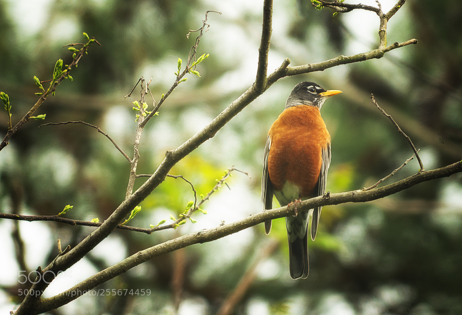 Sony a7R III sample photo. Red breasted robin photography