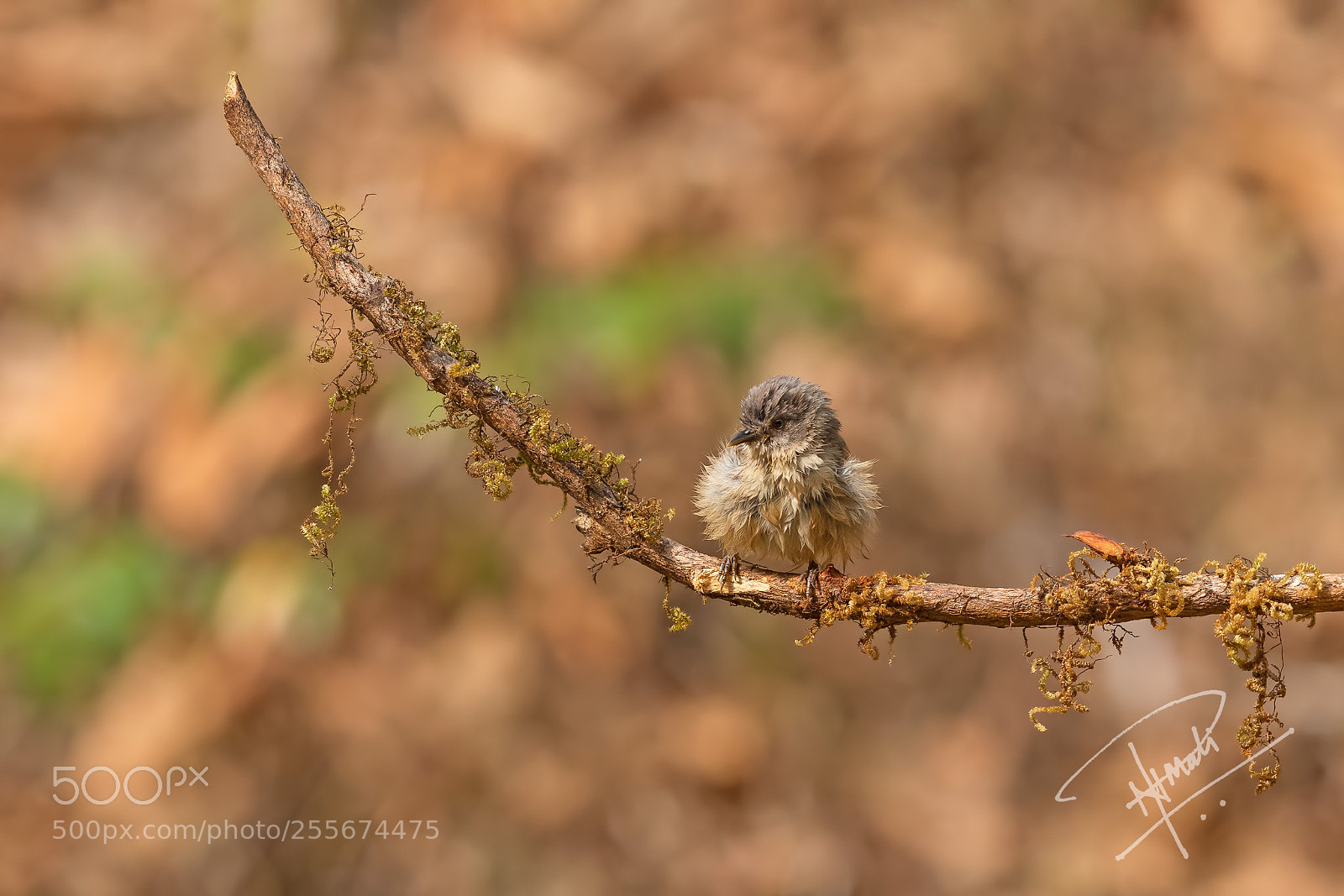 Canon EOS 5D Mark IV sample photo. Fulvetta photography