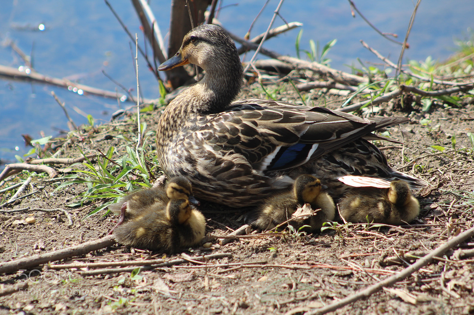 Canon EOS 1300D (EOS Rebel T6 / EOS Kiss X80) sample photo. Mother duck and her photography