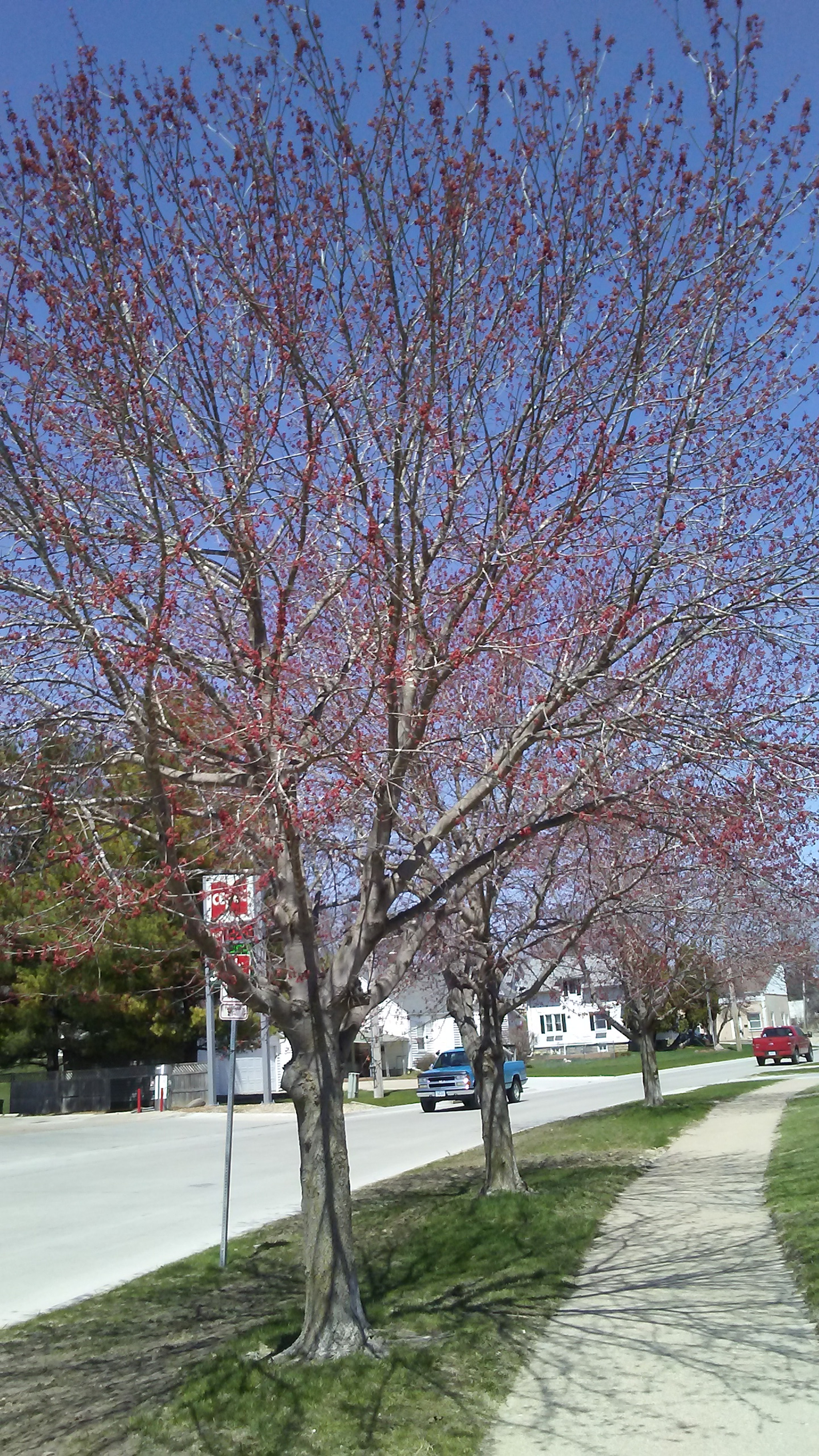 LG TREASURE sample photo. Spring time photography
