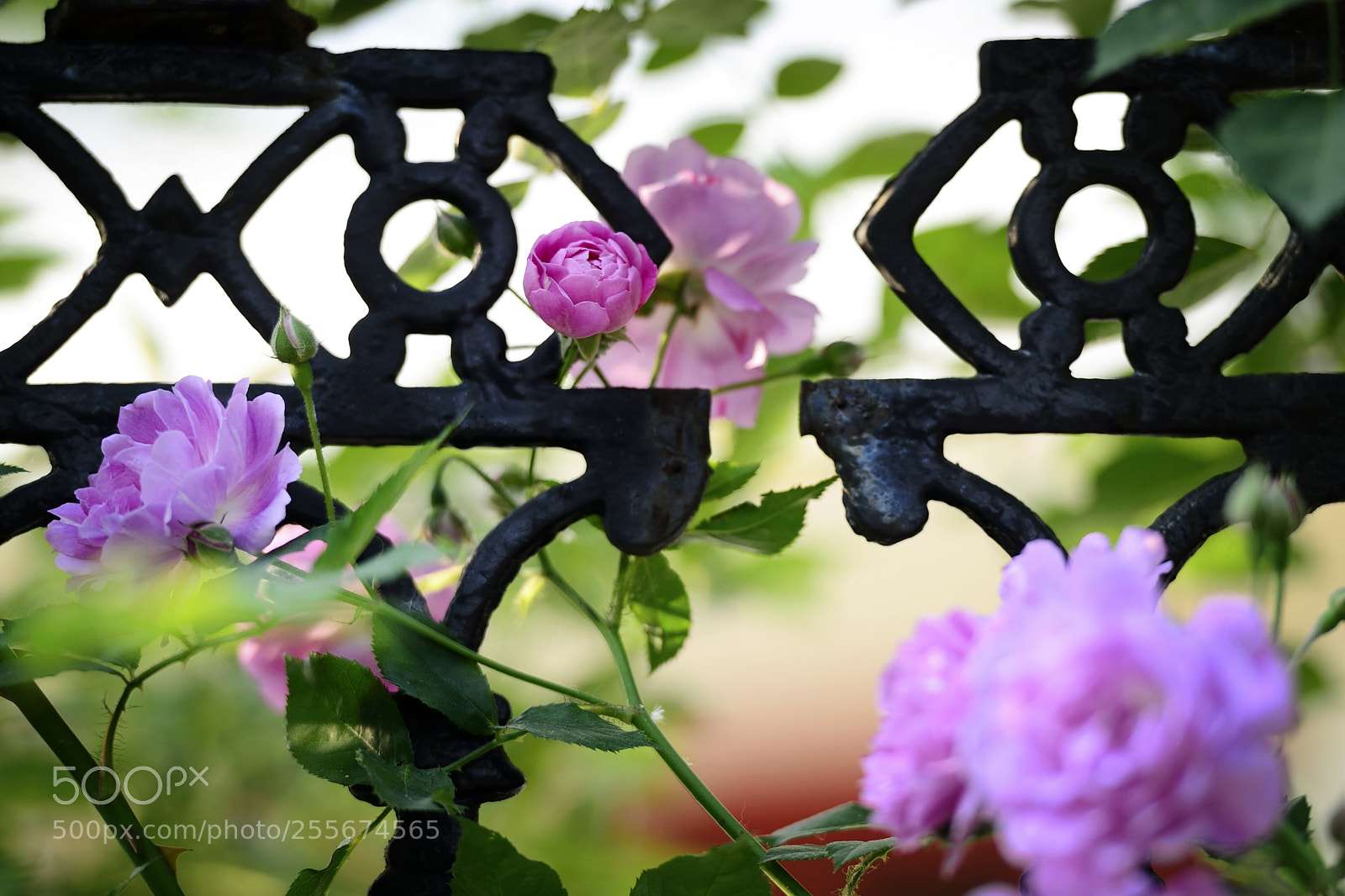 Nikon D4 sample photo. Untitled photography