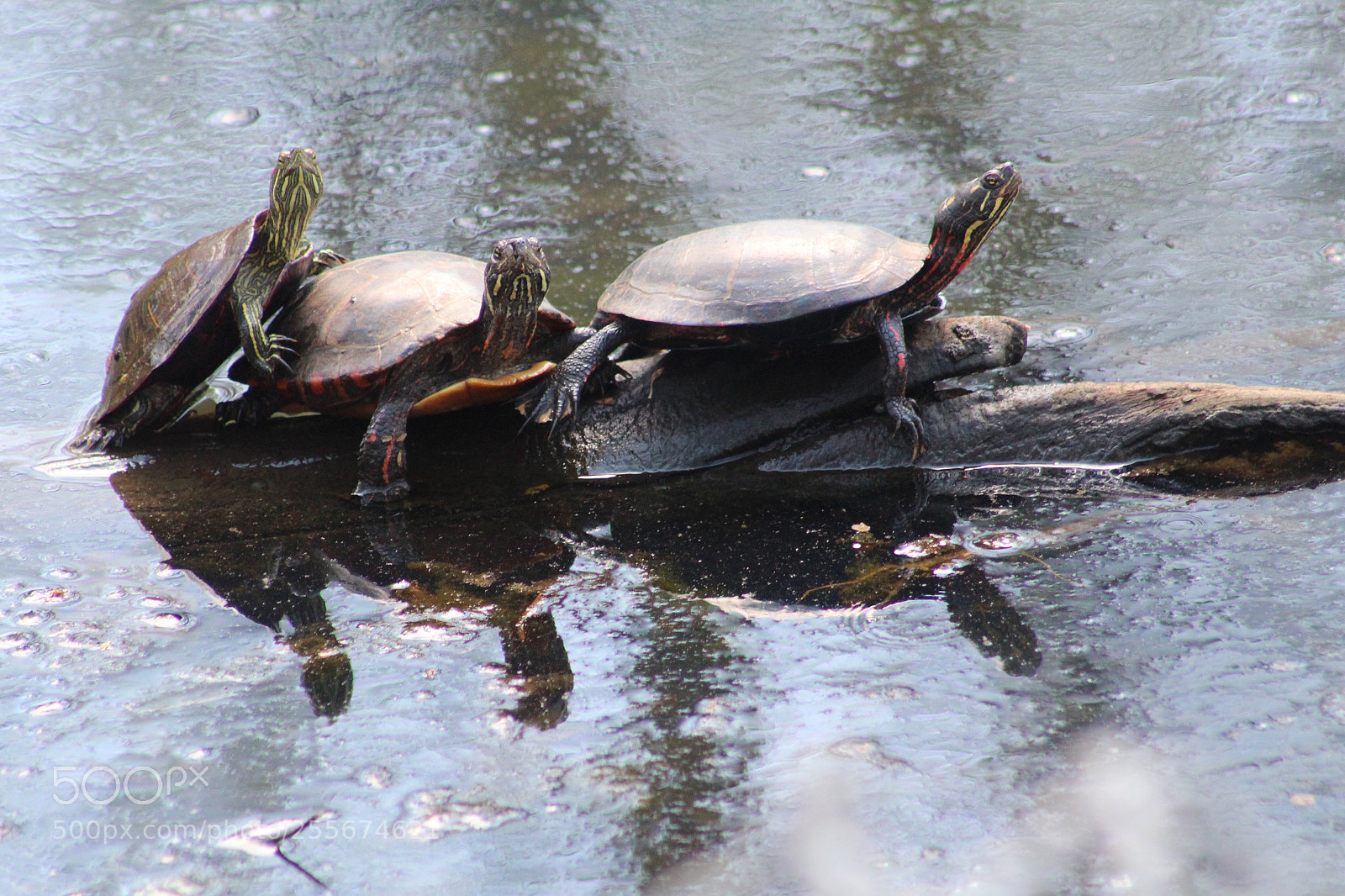 Canon EOS 1300D (EOS Rebel T6 / EOS Kiss X80) sample photo. Three turtles  photography