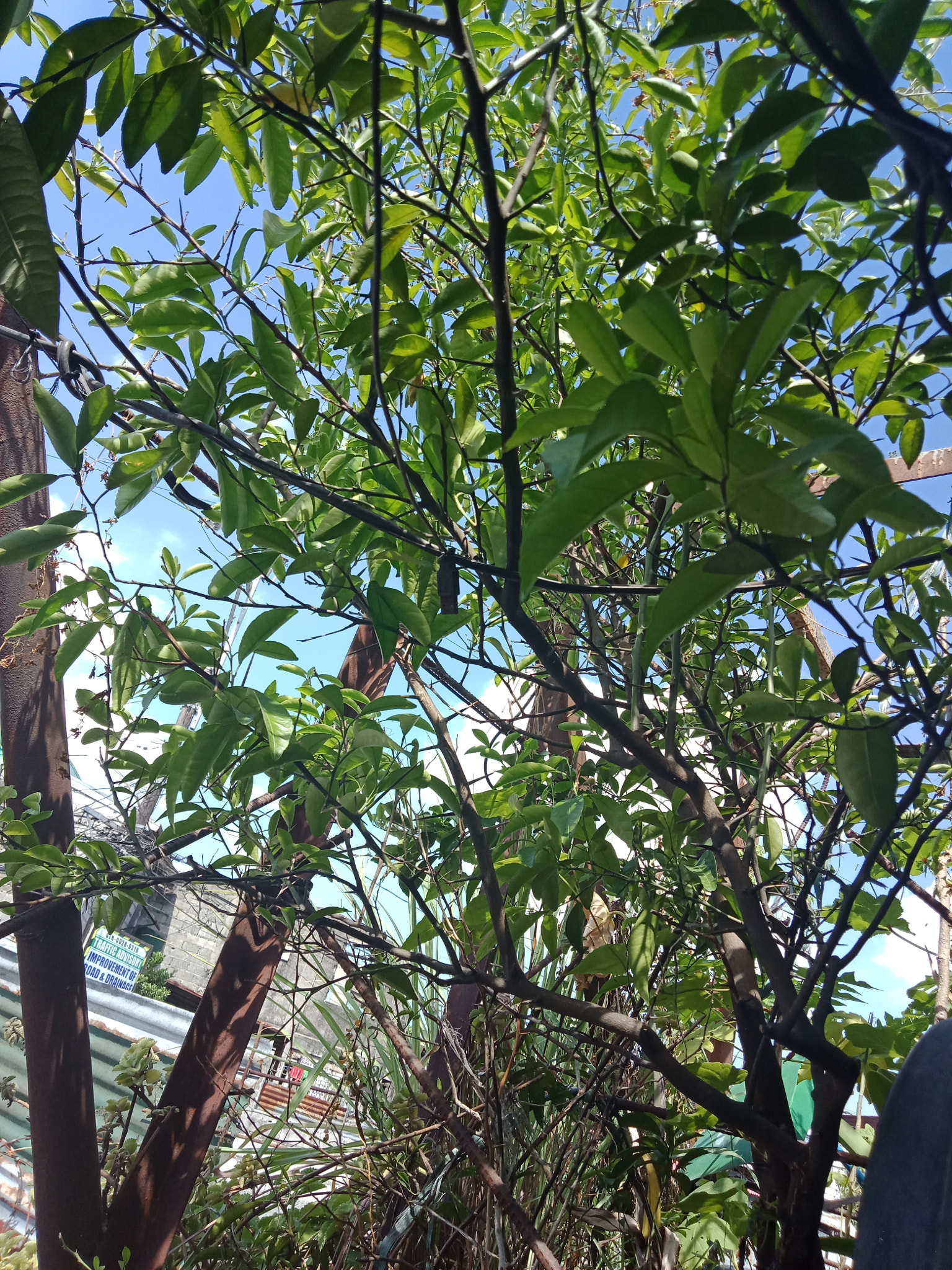 OPPO CPH1729 sample photo. Morning are blessings... it has to be green. photography