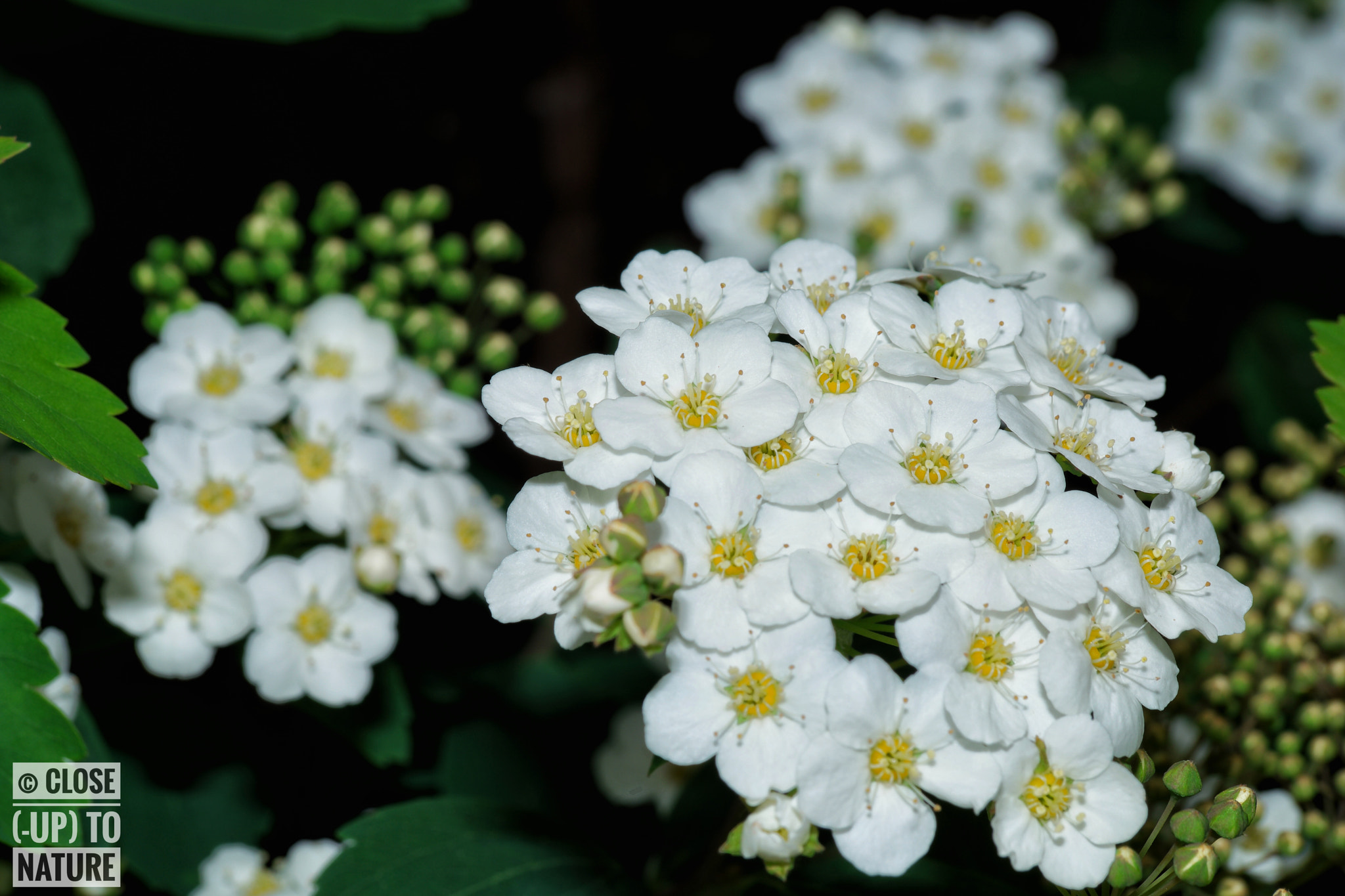 Samsung NX500 sample photo. Spirée de van houtte photography
