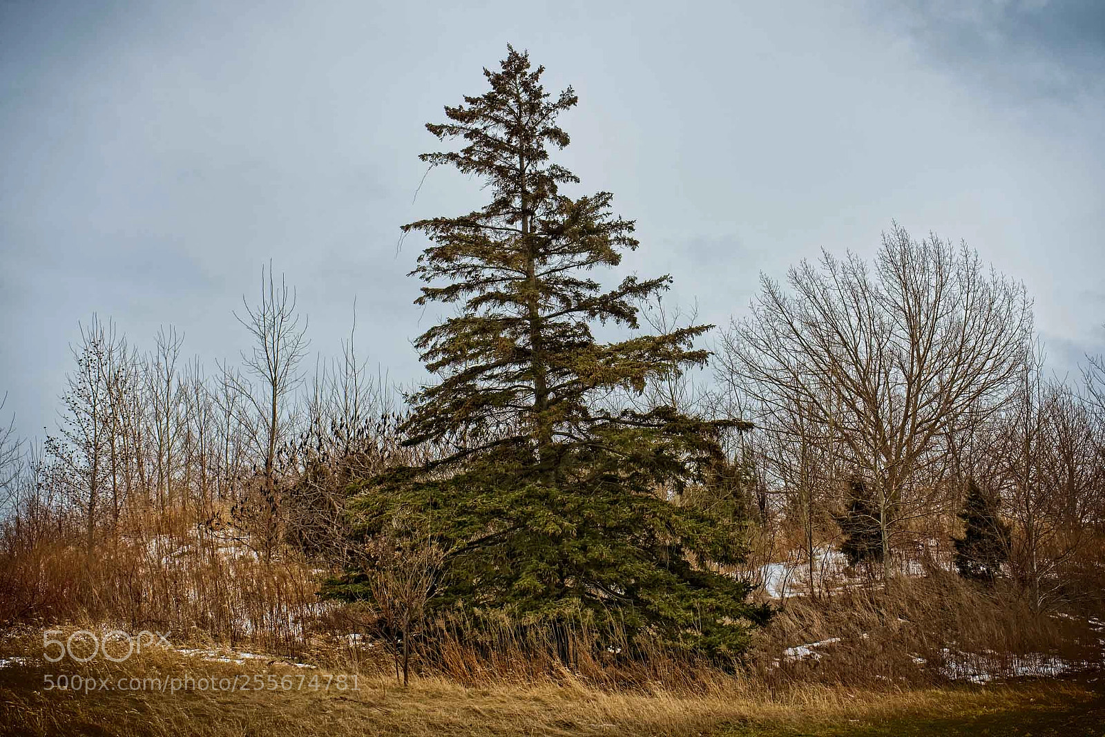 Sony a7 II sample photo. Lone pine in the photography