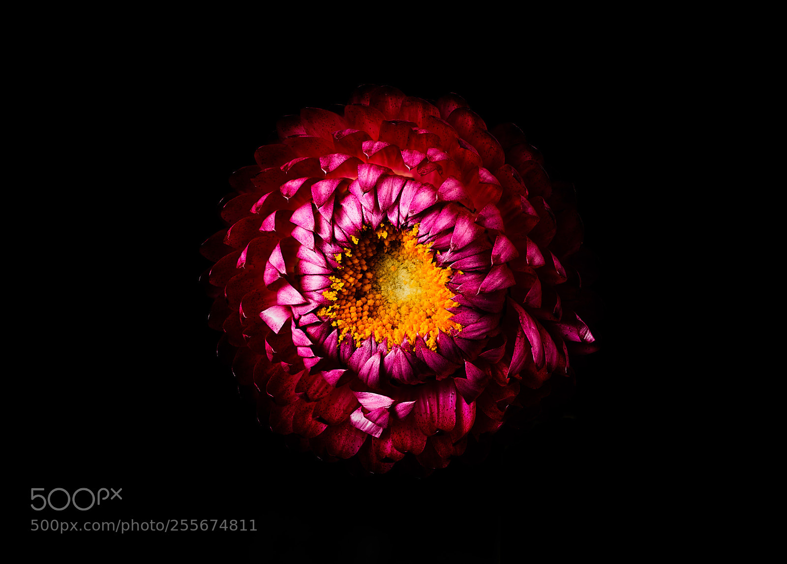 Sony a7R II sample photo. Paper daisy photography
