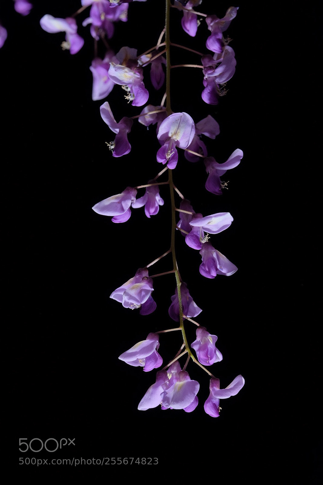 Fujifilm X-T1 sample photo. Wisteria photography