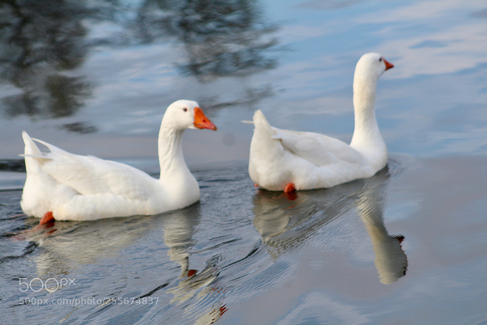 Canon EOS 1300D (EOS Rebel T6 / EOS Kiss X80) sample photo. Two white geese photography