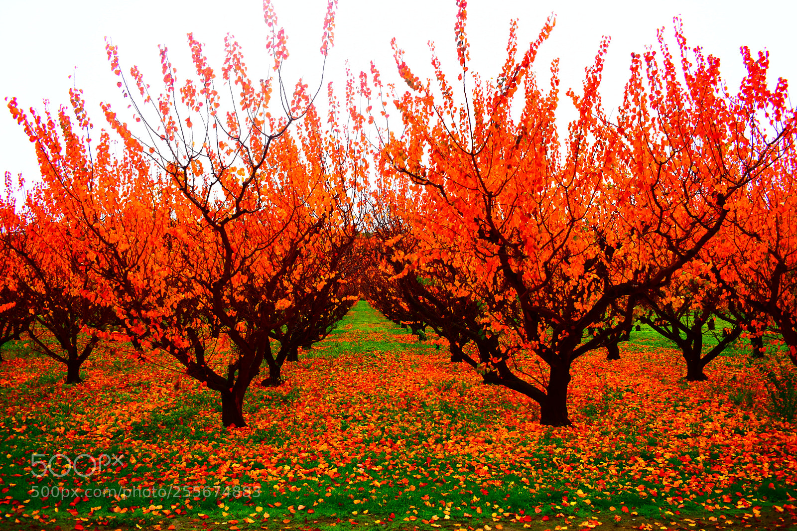 Nikon D3400 sample photo. Autumn orchard photography