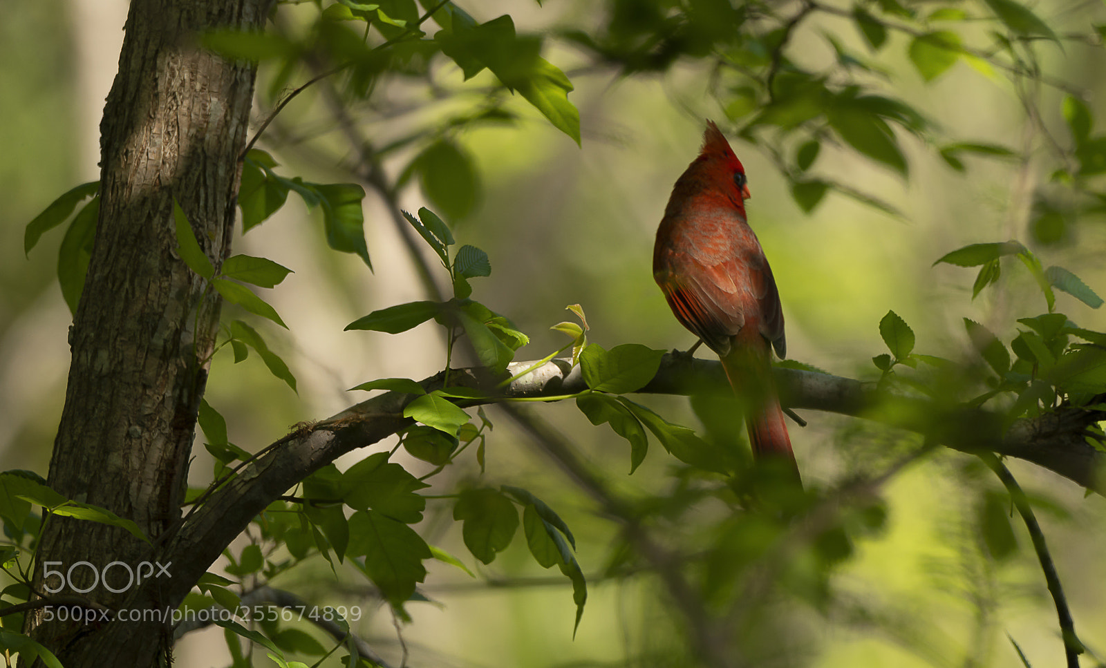 Sony a7R III sample photo. Male cardinal photography