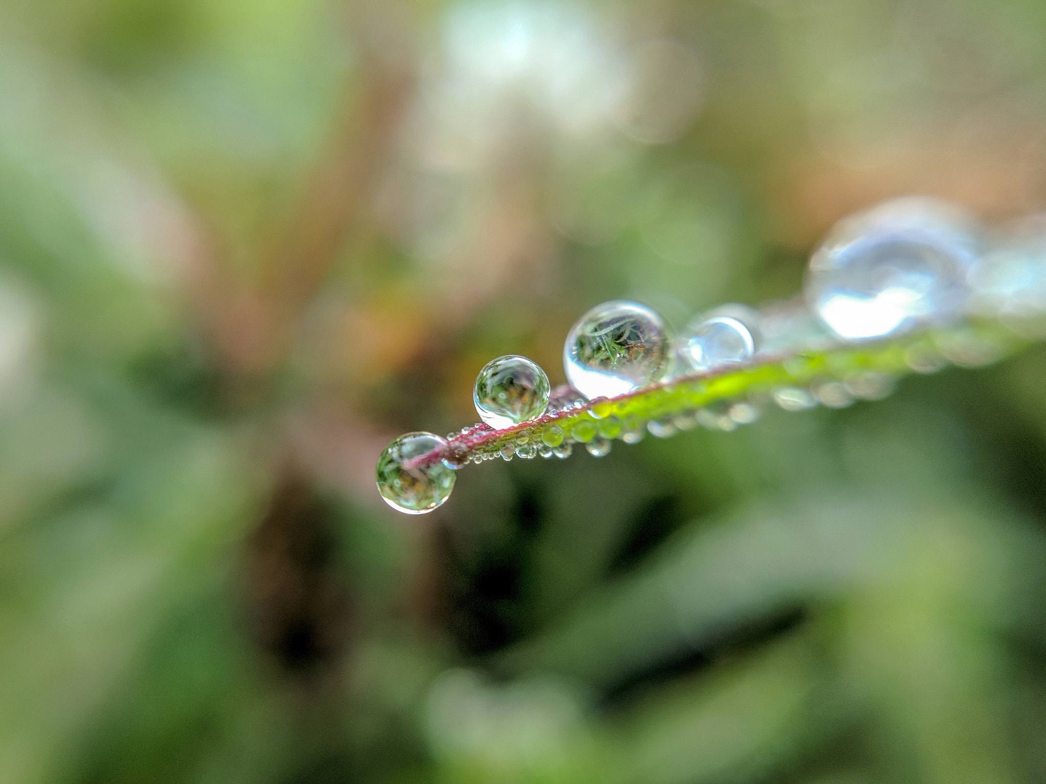 Xiaomi MI 5 sample photo. Morning drops photography