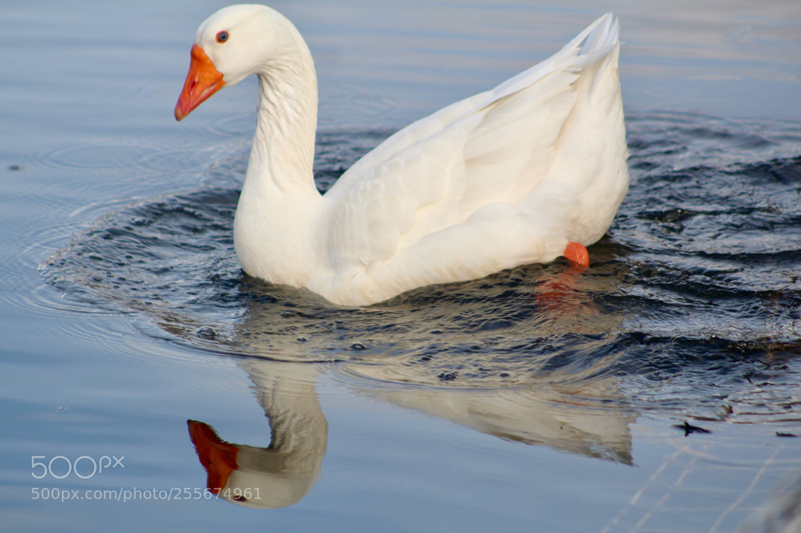Canon EOS 1300D (EOS Rebel T6 / EOS Kiss X80) sample photo. One white goose photography