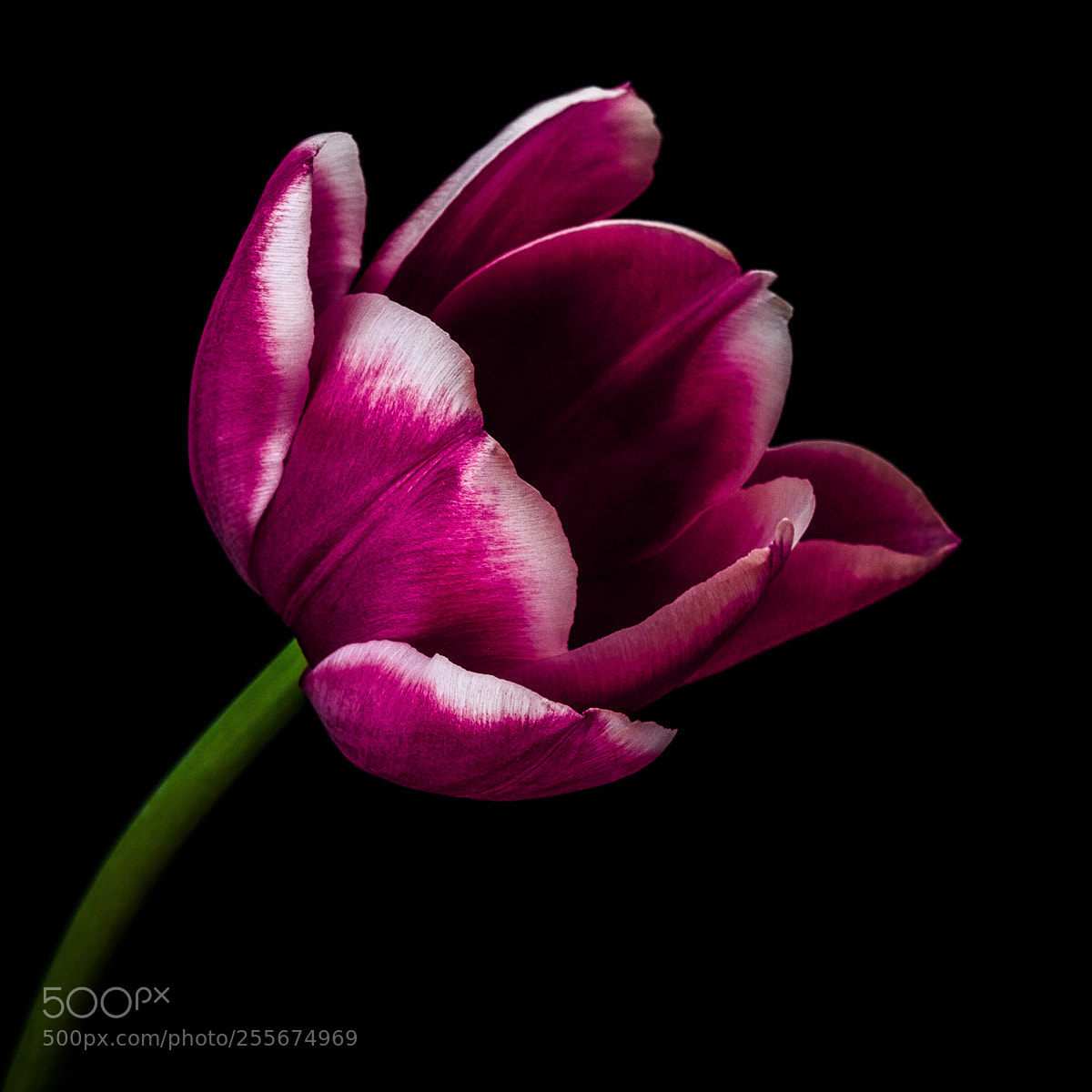 Canon EOS 5D Mark II sample photo. Tulip photography