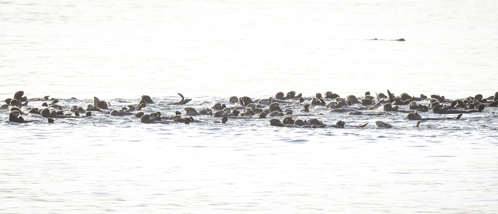 Fujifilm X-T2 sample photo. Sea otter raft photography