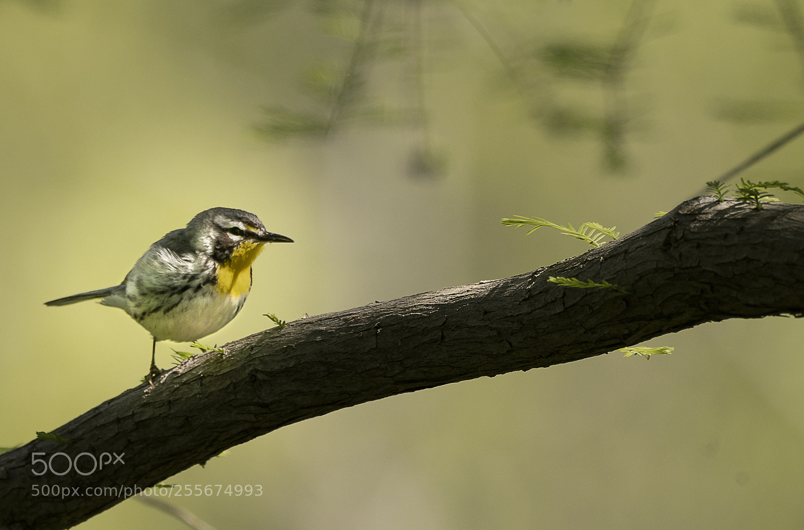 Sony a7R III sample photo. Yellow breast warbler photography