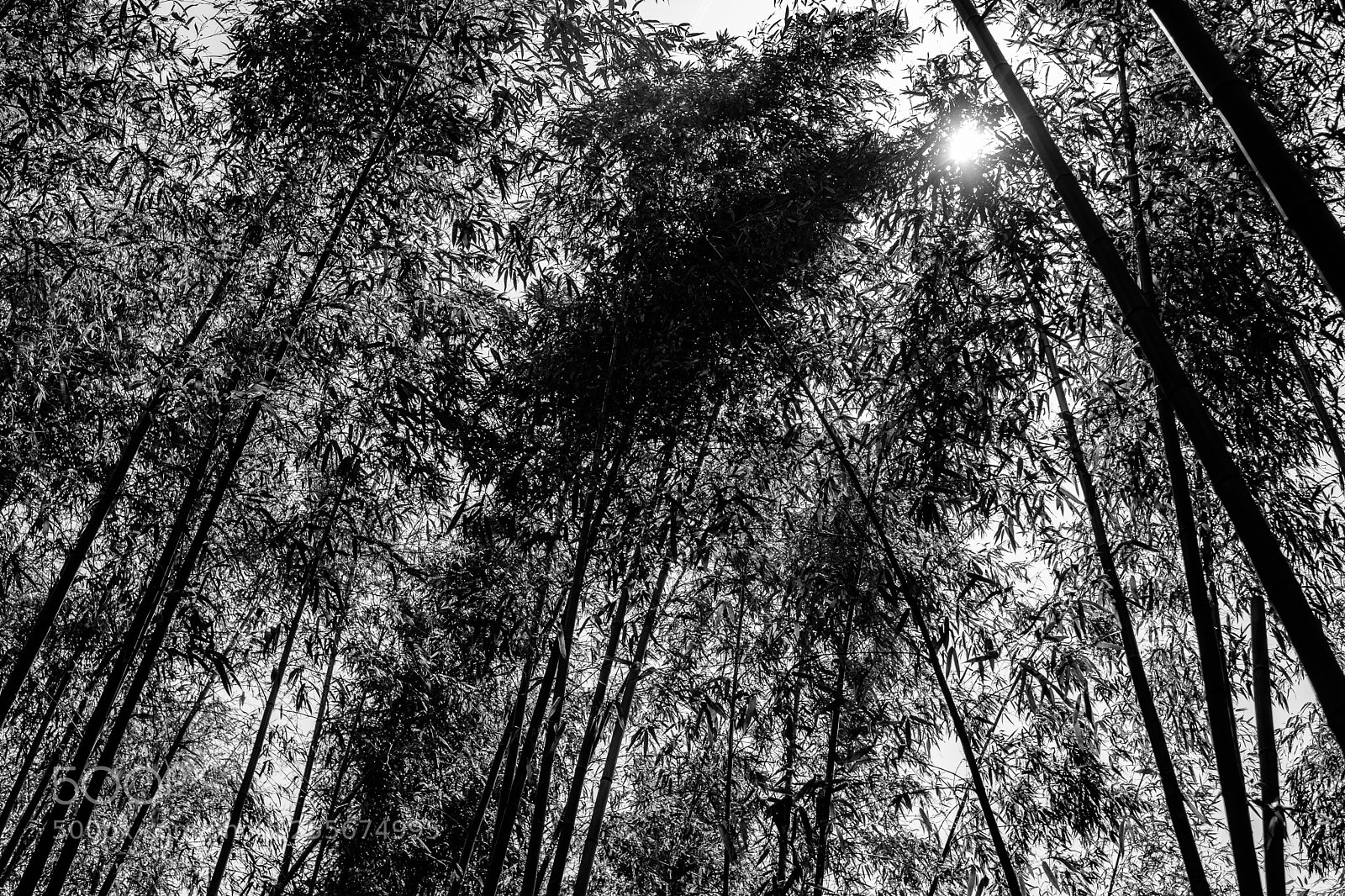 Fujifilm X-T20 sample photo. Bamboo photography