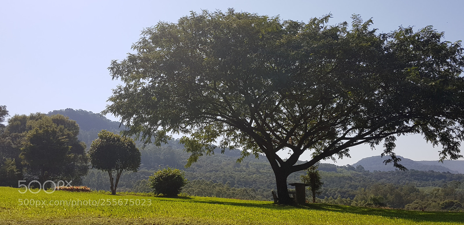 Samsung Galaxy S8 sample photo. Figueira em presidente lucena photography