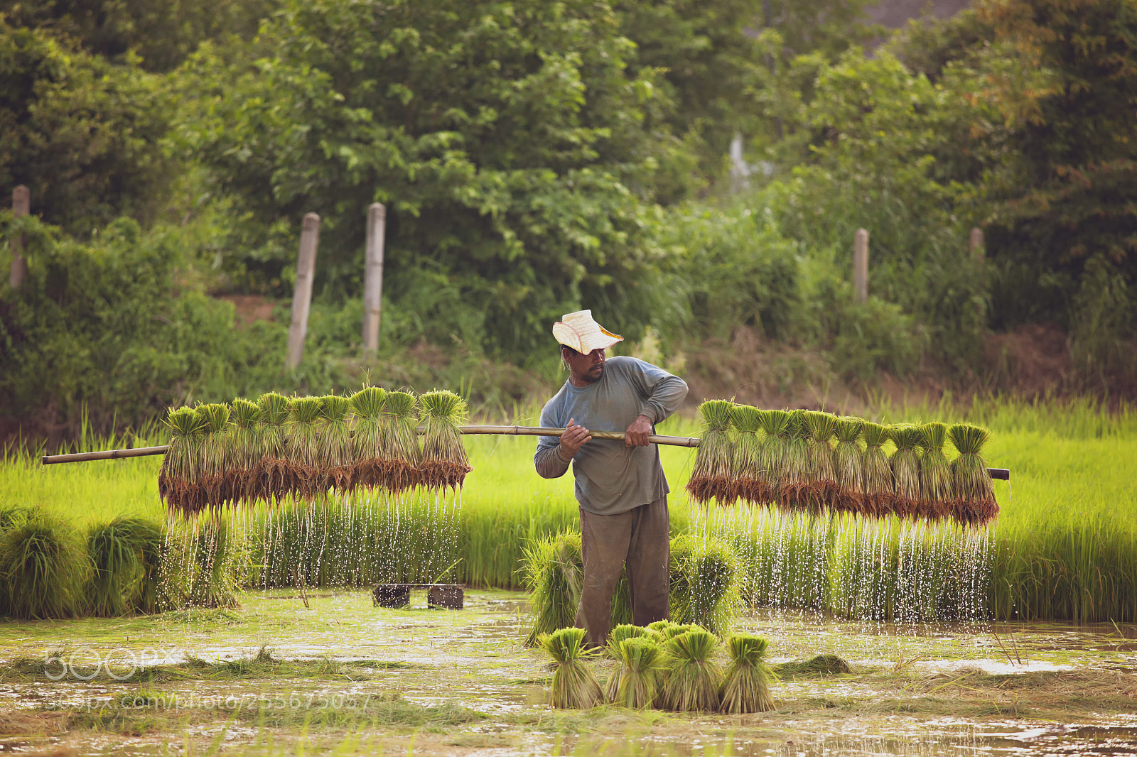 Canon EOS 5D Mark II sample photo. Rice planting season photography